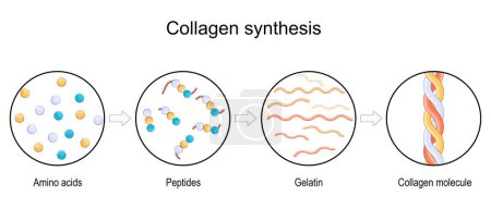 Illustration for What is collagen synthesis. From Amino acids and Peptides, to Gelatin and Collagen molecule. Anti-aging therapy. Anti aging medicine. vector - Royalty Free Image