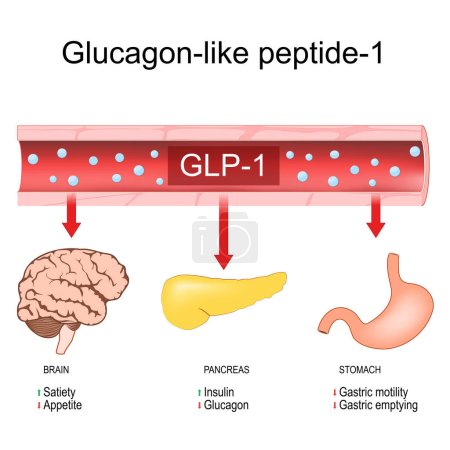Glukagon-ähnliches Peptid-1. Gewichtsverlust. Physiologische Funktionen von GLP-1: fördern Sättigung und Insulinfreisetzung, hemmen Glukagon-Sekretion, Appetit, Magenmotilität und Entleerung. Zielorgane für Peptidhormone. Behandlung von Diabetes. Vektordiagramm