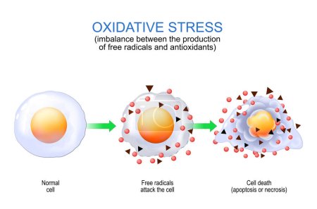 Estrés oxidativo. desequilibrio entre la producción de radicales libres y antioxidantes. De célula normal a ataque de radicales libres y muerte celular por apoptosis o necrosis. Cartel vectorial para la educación.