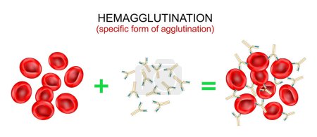 Illustration for Hemagglutination, or haemagglutination. Specific form of agglutination. antibodies bind to antigens and form a clumping of erythrocytes. Blood type determination. assay uses red blood cells. Vector illustration - Royalty Free Image
