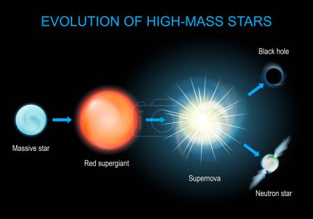 Ilustración de Evolución estelar. Ciclo de vida de estrellas masivas de supergigante rojo, y supernova, a agujero negro, y estrella de neutrones. Cartel vectorial sobre astronomía. diagrama infográfico - Imagen libre de derechos