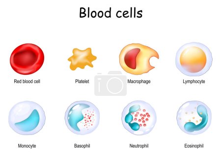 Células del sistema inmunitario. Plaquetas o trombocitos, glóbulos rojos o eritrocitos, y glóbulos blancos o leucocitos: eosinófilos, neutrófilos, basófilos, linfocitos, macrófagos, monocitos. Diagrama vectorial