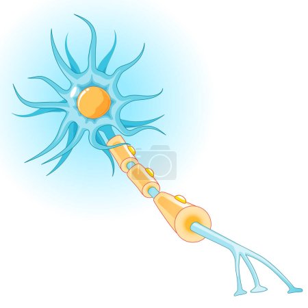 Illustration for Anatomy of a typical neuron. Structure of nerve cell: axon, synapse, dendrite, myelin  sheath, node Ranvier and Schwann cell. Vector diagram - Royalty Free Image