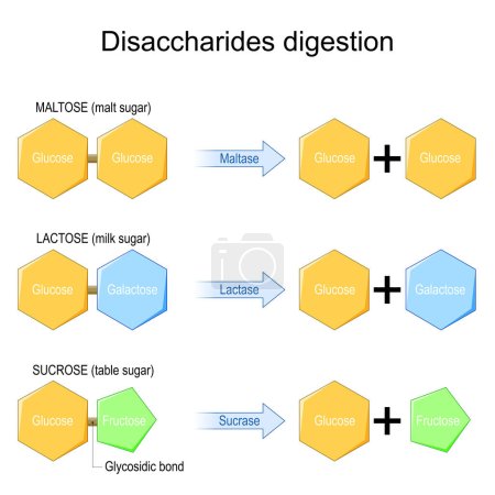Disaccharides digestion. Enzymes effect on disaccharides molecules. chemical reaction. sucrose, lactose, maltose, and Fructose, Galactose, and Glucose. Vector illustration