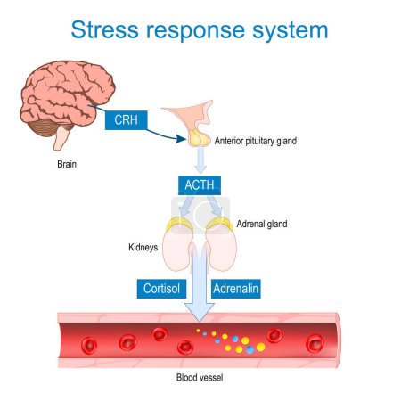 Ilustración de Sistema de respuesta al estrés. Respuesta de lucha o fuga. Cómo funciona la liberación de corticotropina y las hormonas adrenocorticotrópicas. secreción de hormonas de estrés. Cortisol y adrenalina producidos por la corteza suprarrenal. Ilustración vectorial - Imagen libre de derechos