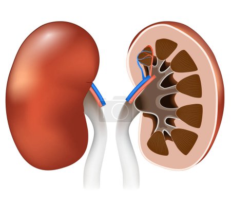 Illustration for Kidney anatomy. Front view, and Cross section of human kidneys. Vector poster for education. Realistic illustration. Kidney is a paired organ of the excretory system in vertebrates. - Royalty Free Image