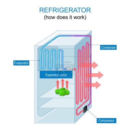 Téléchargez les illustrations : Principe de fonctionnement du réfrigérateur. Comment fonctionne un réfrigérateur. Construction et fonctionnement d'un congélateur. Affiche vectorielle pour l'éducation - en licence libre de droit