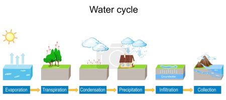 Ciclo del agua. explicación detallada infografía. Diagrama vectorial. Paisaje hidrológico. Esquema de escuela de geografía. Ilustración para uso educativo