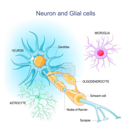 Téléchargez les illustrations : Neurone et Neuroglia. Structure et composants d'un neurone : dendrites, synapses, axones, gaine de myéline, nœuds des cellules de Ranvier et de Schwann. cellules gliales de soutien : astrocytes, oligodendrocytes et microglies. Infographie vectorielle - en licence libre de droit