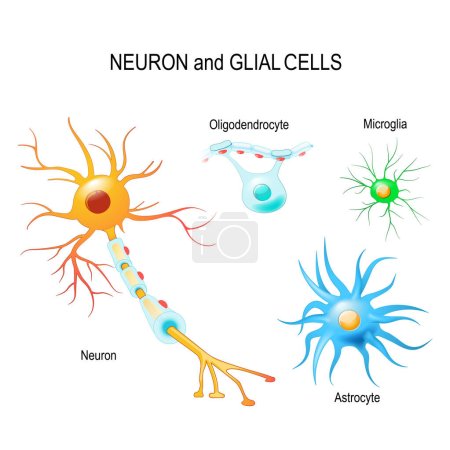Des cellules du cerveau humain. Neurones et cellules gliales (microglies, astrocytes et oligodendrocytes). Diagramme vectoriel à usage éducatif, médical, biologique et scientifique
