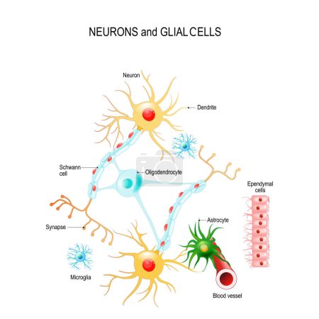 Neurones et cellules gliales (neuroglies) dans le cerveau (oligodendrocytes, microglies, astrocytes et cellules de Schwann), les cellules épendymateuses (ependymocytes). Diagramme vectoriel à usage éducatif, médical, biologique et scientifique
