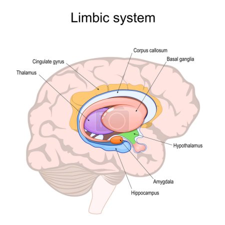 Limbisches System. Querschnitt durch das menschliche Gehirn. Struktur und anatomische Komponenten des limbischen Systems: Hypothalamus, Corpus callosum, Cingulate gyrus, Amygdala, Thalamus, Basalganglien und Hippocampus. Vektorillustration