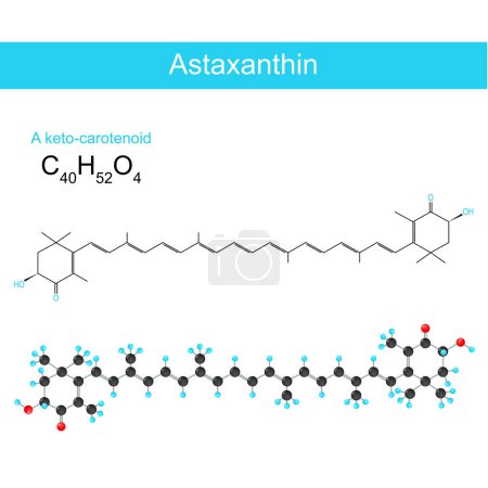 Illustration for Astaxanthin. molecular chemical structural formula and model of keto-carotenoid. Vector illustration - Royalty Free Image