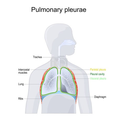 Pulmonary pleurae. Anatomy of a Respiratory system. Structure of Chest cavity. Parietal and Visceral pleura, lungs, ribs, trachea, Pleural cavity, bronchi and diaphragm on a grey human silhouette. Vector illustration