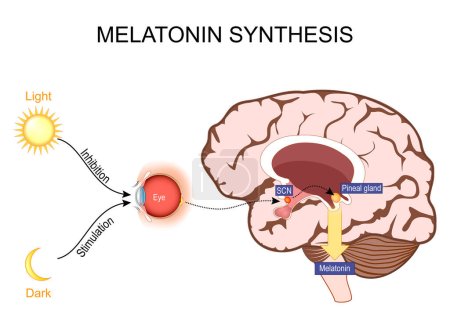 Melatonin und zirkadiane Rhythmusregulation. Gehirn mit Zirbeldrüse und suprachiasmatischem Kern. Schlaf-Wach-Kreislauf. Menschliche Anatomie. Vektorillustration. Was macht Melatonin??