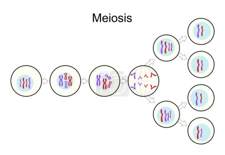 Illustration for Meiosis. Cell division. Sexual reproduction. exchange genetic information. monochrome flat simple image for education use. Vector illustration easy to edit - Royalty Free Image