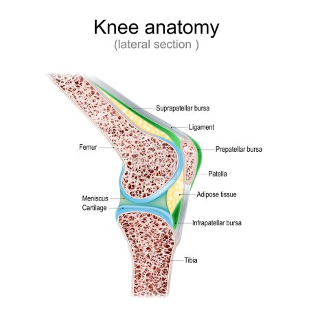 Illustration for Knee anatomy. Side view. lateral section of joint with ligaments, meniscus, and bursae. knee joint cavity. Cross section of leg bones. detailed diagram. Vector poster - Royalty Free Image
