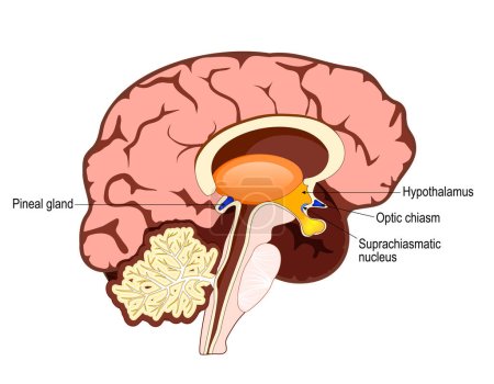 Cerebro humano con parte del sistema límbico y corteza cerebral, núcleo supraquiasmático, quiasma óptico, hipotálamo y glándula pineal. regulación de los ritmos circadianos y del ciclo sueño-vigilia en el cerebro. Anatomía humana. ilustración vectorial. 