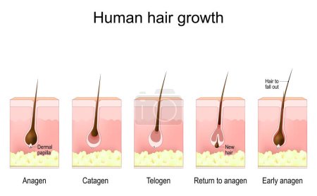Human hair growth. life cycle of hair follicle. phases anagen, catagen, telogen, and Early anagen. Cross section of a human skin with hair follicle, and Dermal papilla. Vector illustration