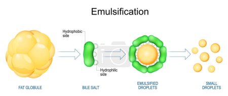 Ilustración de Emulsificación de grasas. Digestión de lípidos. La emulsificación es el proceso por el cual grandes glóbulos grasos se rompen en gotas de lípidos. Ilustración vectorial - Imagen libre de derechos