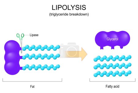 Lipolyse. Décomposition des triglycérides. La lipase est une enzyme qui sépare les triglycérides en une molécule de glycérol et trois acides gras. Illustration vectorielle