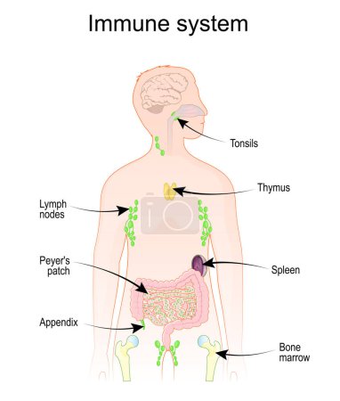 Sistemas inmunológico y linfático. Anatomía humana. Silueta humana con órganos internos. Cartel vectorial