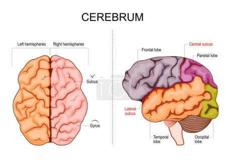 Illustration for Human brain structure. Hemispheres and lobes of the cerebral cortex. frontal,  temporal, occipital, and parietal lobes. lateral and superior view. Vector illustration - Royalty Free Image