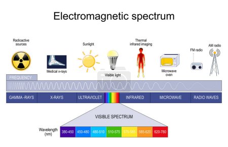 Elektromagnetisches Spektrum. verschiedene Arten elektromagnetischer Strahlung, darunter Radiowellen, Mikrowellen, Infrarot, sichtbares Licht, Ultraviolett, Röntgen- und Gammastrahlen. Frequenz und Wellenlängen. Vektorillustration