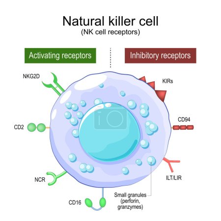 Cellule tueuse naturelle. Récepteurs cellulaires NK. Structure et anatomie des grands lymphocytes granulaires (LGL). Système immunitaire humain. Une partie de l'immunité innée. Affiche vectorielle