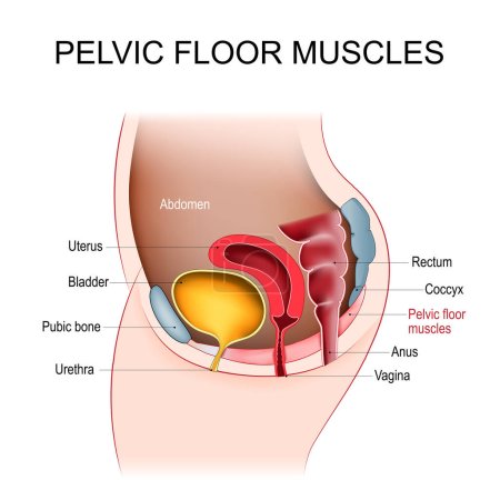 Illustration for Pelvic floor muscles. Cross section of female abdomen with pelvic diaphragm, uterus, vagina, bladder, rectum, pubic bone, urethra, anus, and coccyx. Vector illustration - Royalty Free Image