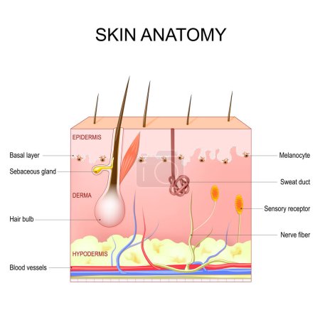 Illustration for Skin anatomy. Structure and layers of skin: epidermis, dermis, hypodermis, Melanocytes and basal layer. Cross section  of the human skin with Sebaceous gland, Sweat duct, Sensory receptor, and Hair bulb. Vector illustration. Poster for medical and ed - Royalty Free Image