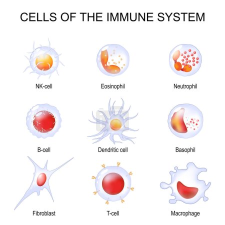 Illustration for Cells of the immune system. White blood cells or leukocytes Eosinophil, Neutrophil, Basophil, Macrophage, Fibroblast, and Dendritic cell. Set of transparent realistic cells on a white background. Vector illustration - Royalty Free Image