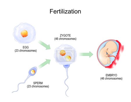 Fertilization. Fertilisation. Zygote is egg plus sperm. Fusion of two haploid gametes to form a diploid zygote then Embryo. vector illustration. Biology education diagram about human reproduction process