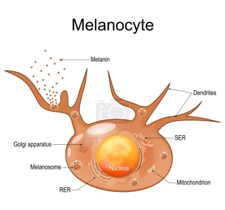 Melanozytenstruktur und Anatomie. Melanin produzierende Zellen. Melanin ist das Pigment, das für die Hautfarbe verantwortlich ist. Vektorplakat