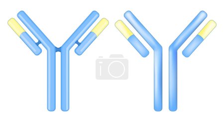 Illustration for Antibody molecule. Signs or icons of an immunoglobulin. IgE concept isolated on white background. Structure of the antibody. Adaptive immune response. Vector illustration - Royalty Free Image