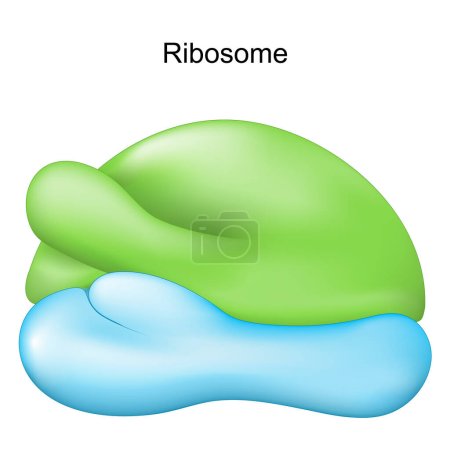 Ribosome. Organite cellulaire pour la synthèse des protéines. Illustration vectorielle