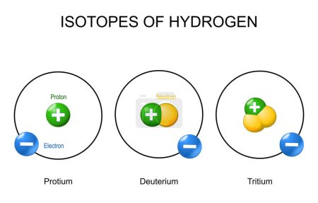 Illustration for Hydrogen Atom and Isotopes (Tritium, Deuterium, Protium). Bohr Model. Structure of atom with one Electron, and Nucleus that Consists Of Proton And Neutron. Each isotope made up of only one proton, and different the number of neutrons. Vector illustra - Royalty Free Image