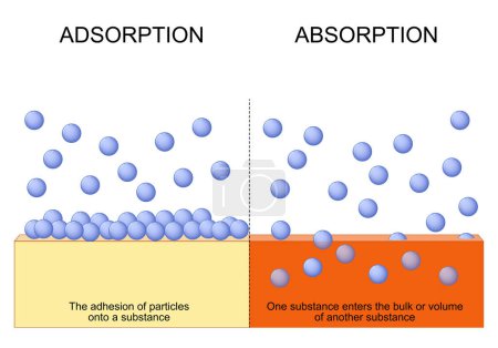 Ilustración de Diferencia entre adsorción y absorción. Absorción: una sustancia entra en la masa o el volumen de otra sustancia. Adsorción: adhesión de partículas a una sustancia. Ilustración vectorial. - Imagen libre de derechos