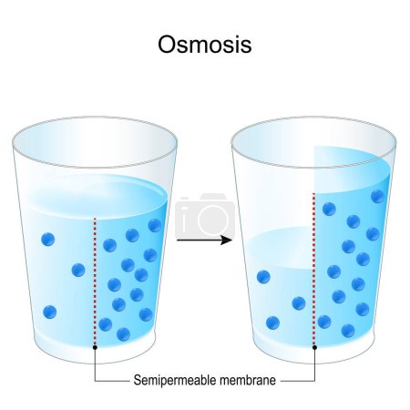 Ilustración de Ósmosis. experimentar con dos vasos, membrana semipermeable y agua salada. Los puntos azules son partículas que impulsan el gradiente osmótico. química. Cartel vectorial - Imagen libre de derechos
