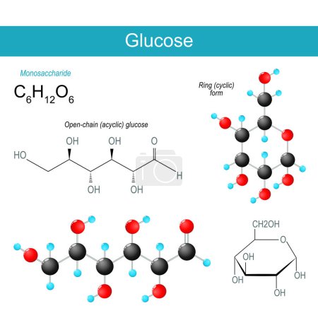 Ilustración de Molécula de glucosa. fórmula estructural química molecular y modelo de glucosa acíclica de cadena abierta, y forma cíclica de anillo de monosacárido. azúcar en sangre. Ilustración vectorial - Imagen libre de derechos
