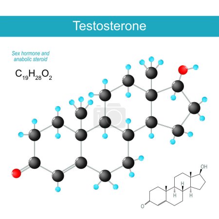 Illustration for Testosterone molecule. molecular chemical structural formula and model of male sex hormone and anabolic steroid. Vector illustration - Royalty Free Image