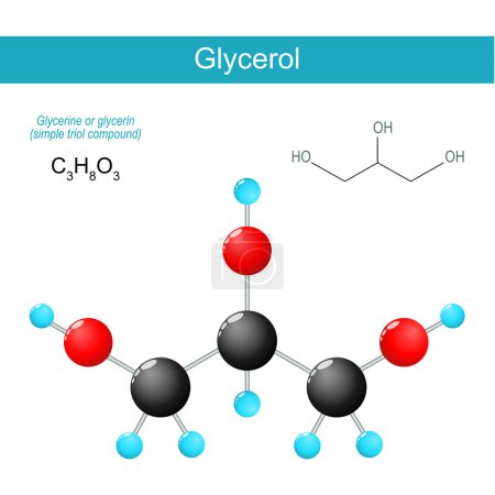 Illustration for Glycerol molecule. molecular chemical structural formula and model of glycerine. Trihydroxy alcohol. Vector illustration - Royalty Free Image