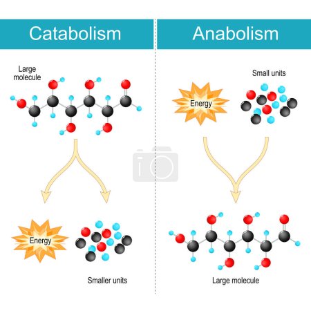 Unterschied zwischen Anabolismus, Katabolismus. Anabolismus ist die Biosynthese von Molekülen aus kleineren Einheiten. Katabolismus ist der Stoffwechsel des Zerfalls, der große Moleküle in kleinere Einheiten aufspaltet. Biochemische Reaktionen und Energieproduktion. Vektor