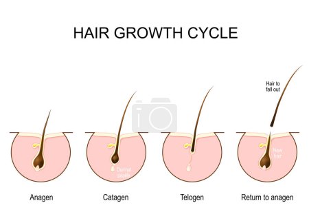 Hair growth cycle. Human skin. Follicle anatomy. Anatomical poster. Hair growth phase step by step. Stages from Anagen, and telogen, to catagen. Cross section of the skin layers.