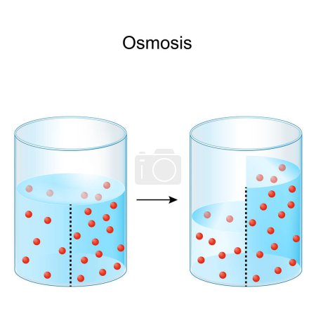 Illustration for Osmosis. Experiment with Water and semi-permeable membrane. Vector illustration - Royalty Free Image