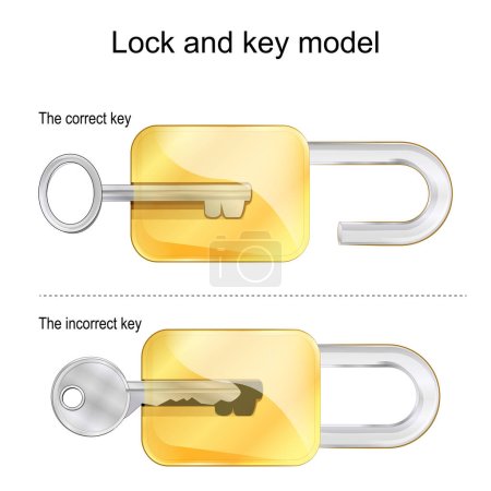 Lock and key model. The correct and incorrect keys. Vector illustration