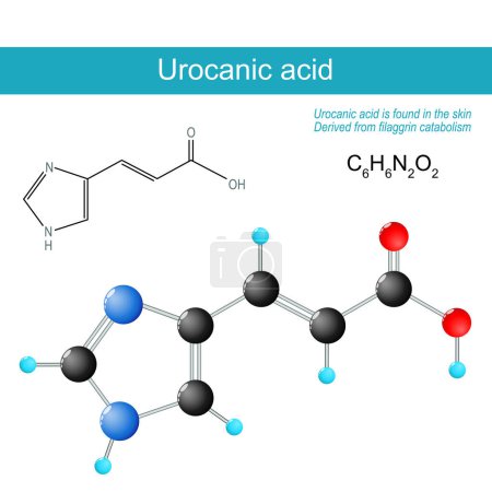 Illustration for Urocanic acid molecule. molecular chemical structural formula and model product of catabolism of L-histidine. Urocanic acid is found in the skin, and derived from filaggrin catabolism. Natural moisturizing factor. Vector illustration - Royalty Free Image