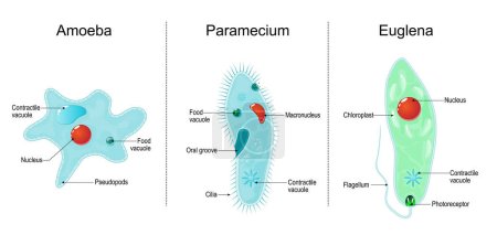 Illustration for Anatomy of eukaryotic, unicellular organisms: paramecium ciliate, amoeba and Euglena. Vector illustration - Royalty Free Image