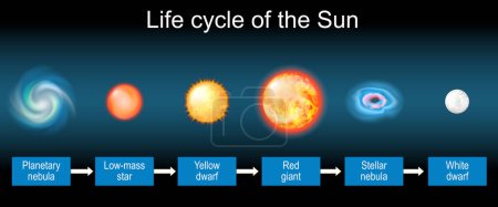 Ilustración de Ciclo de vida solar. Evolución estelar de nebulosa planetaria y estrella de baja masa a enana amarilla, gigante roja, nebulosa estelar y enana blanca. Ilustración vectorial - Imagen libre de derechos