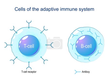 T-Zelle und B-Zelle. Zellen des adaptiven Immunsystems. Immunantwort und Lymphozyten. Vektorabbildung auf weißem Hintergrund.
